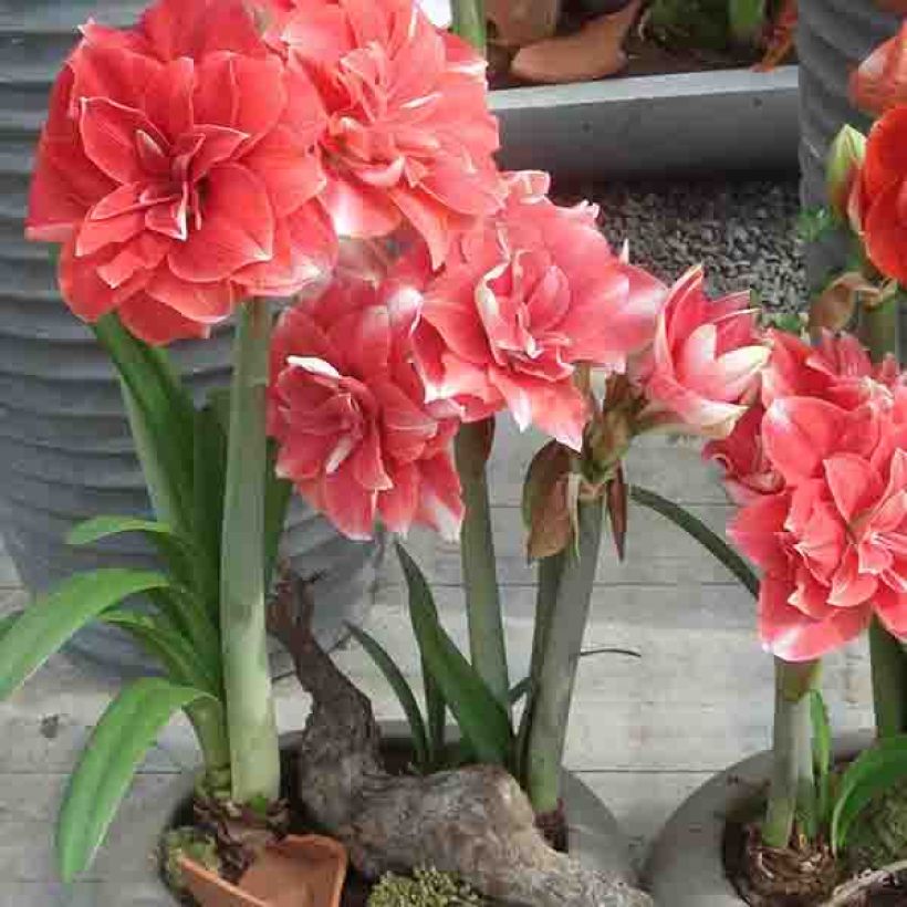 Hippeastrum Double Dream - Amaryllis (Plant habit)