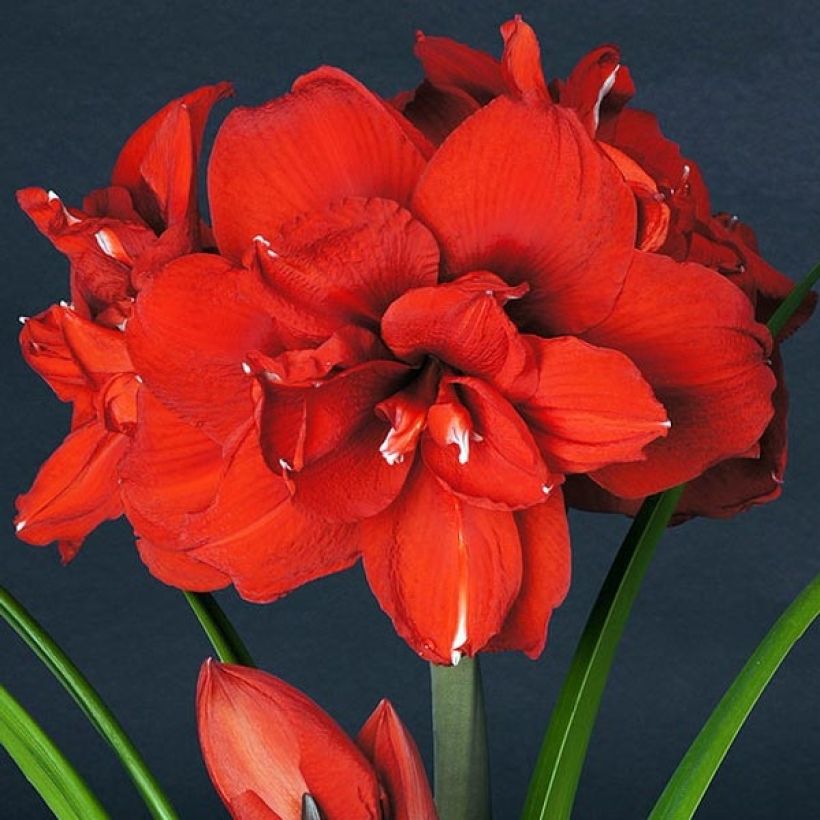 Hippeastrum Double King - Amaryllis (Flowering)