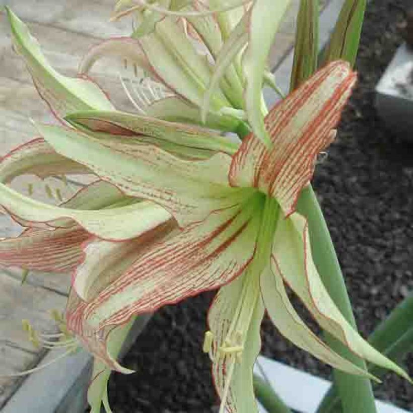 Hippeastrum Emerald - Amaryllis (Flowering)