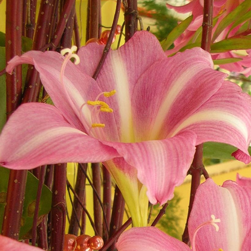 Hippeastrum  Estella (Flowering)