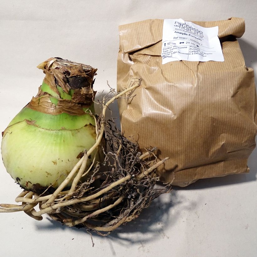 Example of Hippeastrum Evergreen - Amaryllis Bulb size 30/32 specimen as delivered