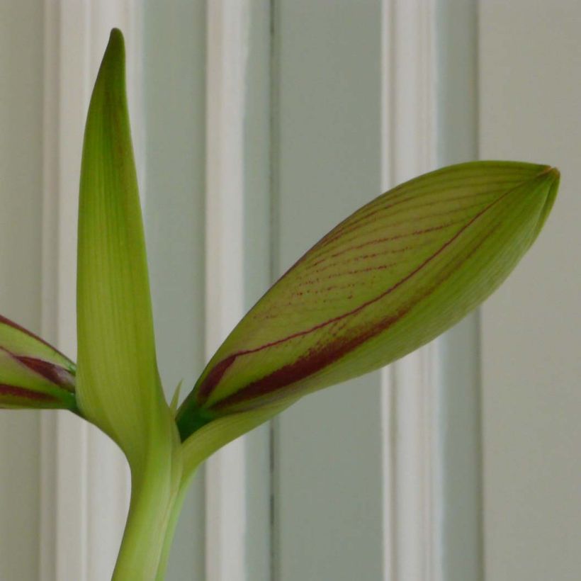 Hippeastrum Exotic Star - Amaryllis (Foliage)