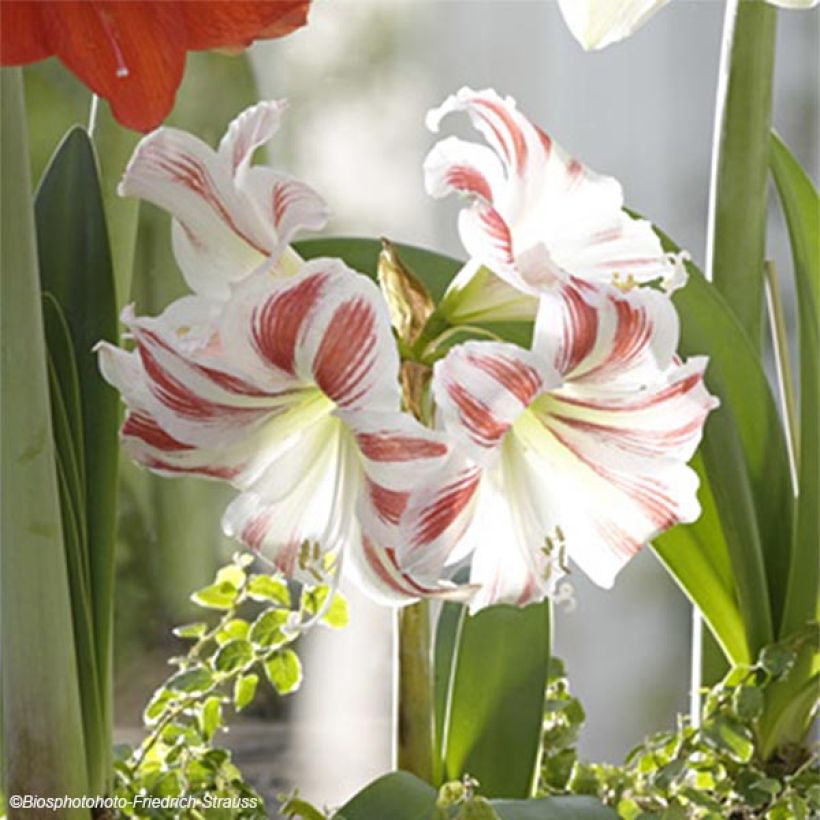 Hippeastrum Flaming Striped - Amaryllis (Flowering)