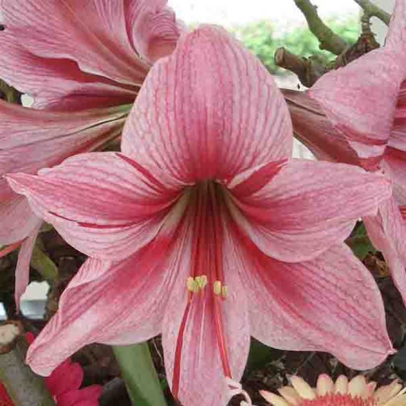 Hippeastrum Gervase - Amaryllis (Flowering)