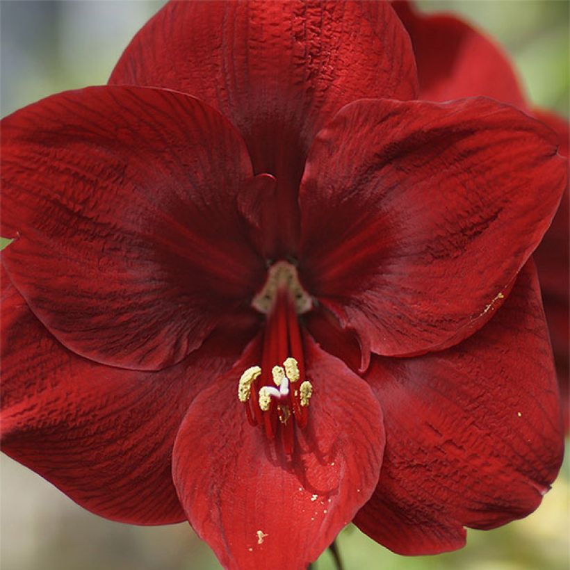 Hippeastrum Grand Diva - Amaryllis (Flowering)