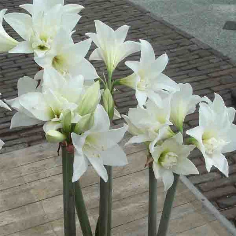 Hippeastrum Jewel - Amaryllis (Flowering)