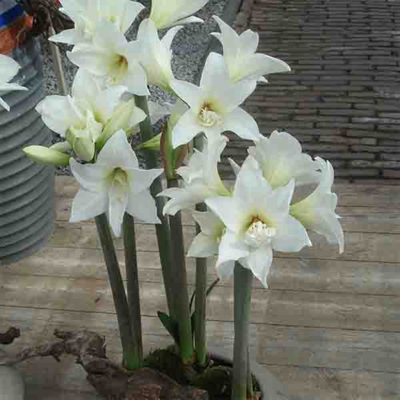 Hippeastrum Jewel - Amaryllis (Plant habit)