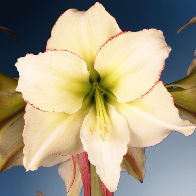 Hippeastrum Lemon Cream - Amaryllis (Flowering)