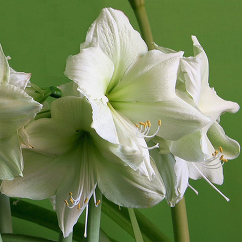 Hippeastrum Luna - Amaryllis (Flowering)