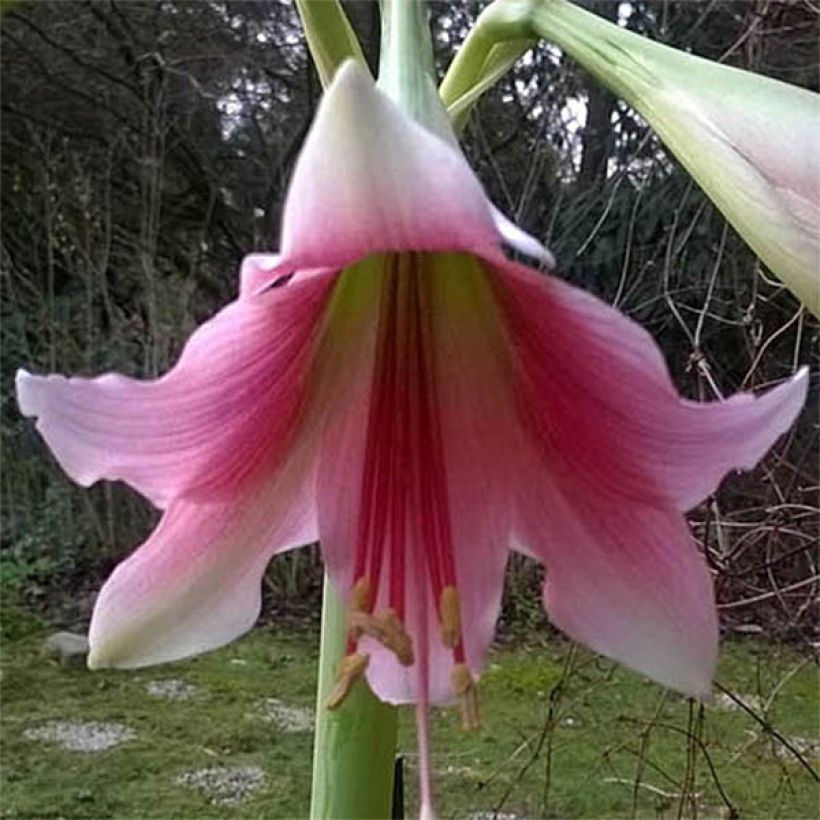 Hippeastrum Misty - Amaryllis (Flowering)