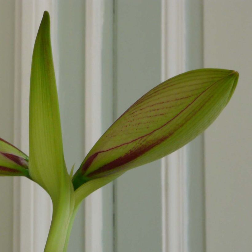 Hippeastrum Neon - Amaryllis (Foliage)