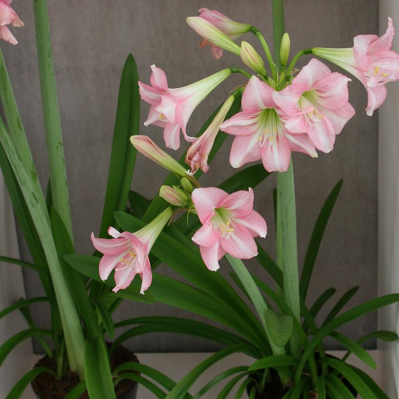 Hippeastrum Pink Rascal - Amaryllis (Plant habit)