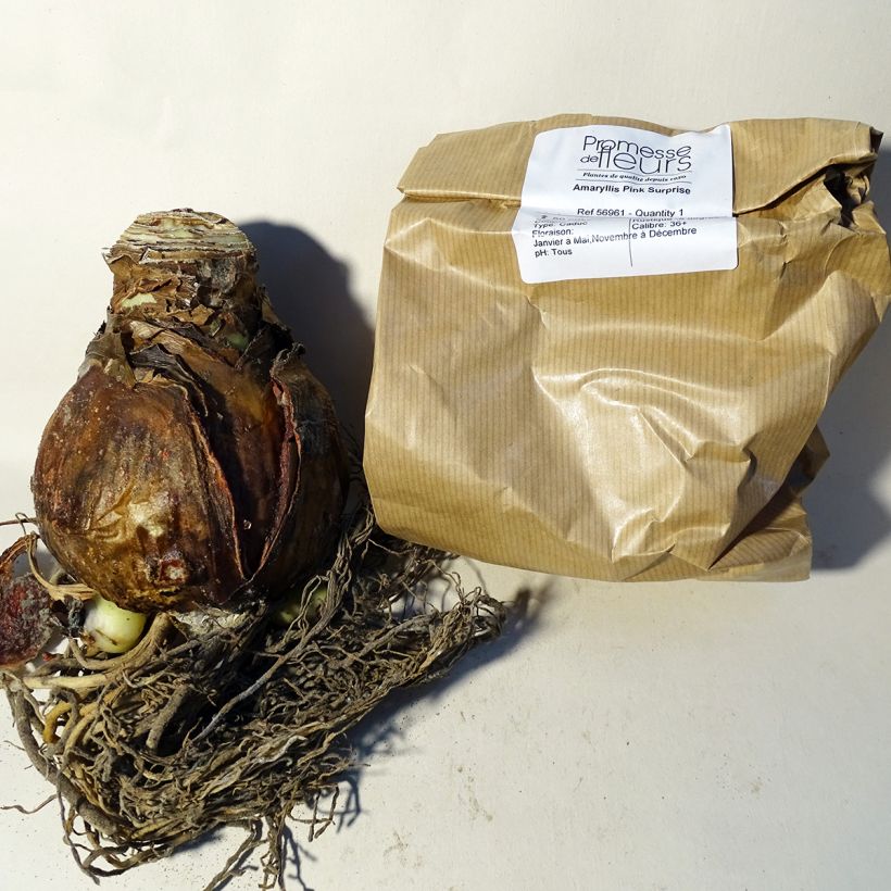 Example of Hippeastrum Pink Surprise - Amaryllis Bulb size 20+ specimen as delivered