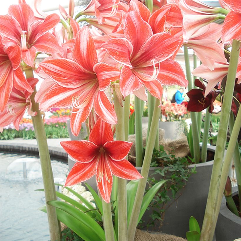 Hippeastrum Pyjama Party - Amaryllis (Plant habit)