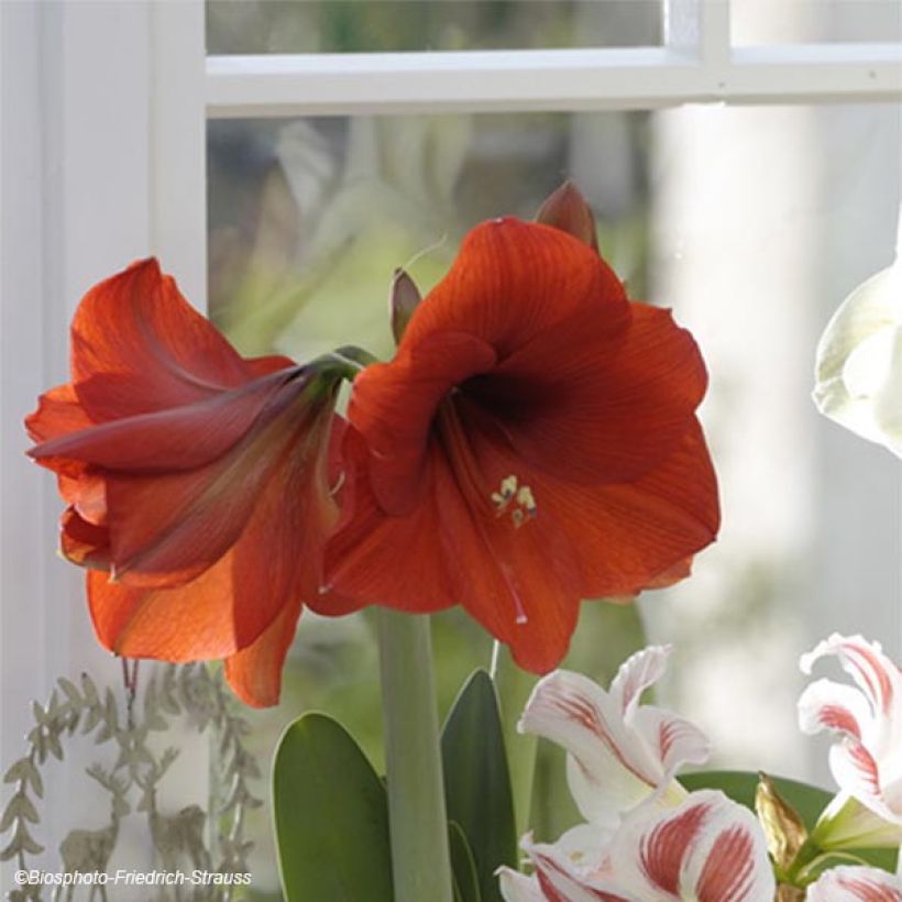 Hippeastrum Red Lion - Amaryllis (Flowering)