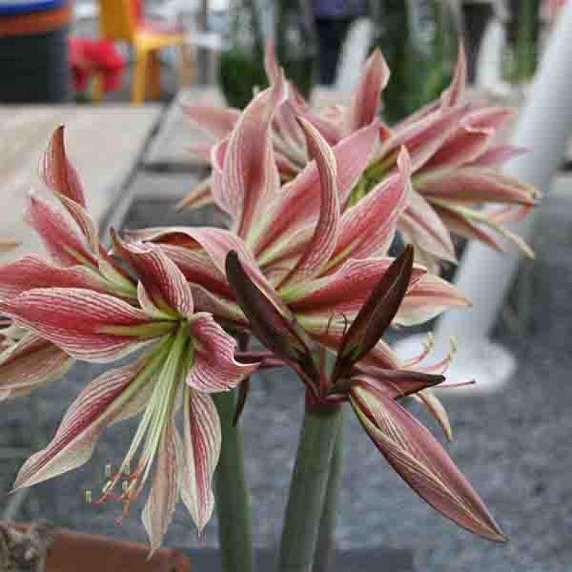 Hippeastrum Rio Negro - Amaryllis (Flowering)