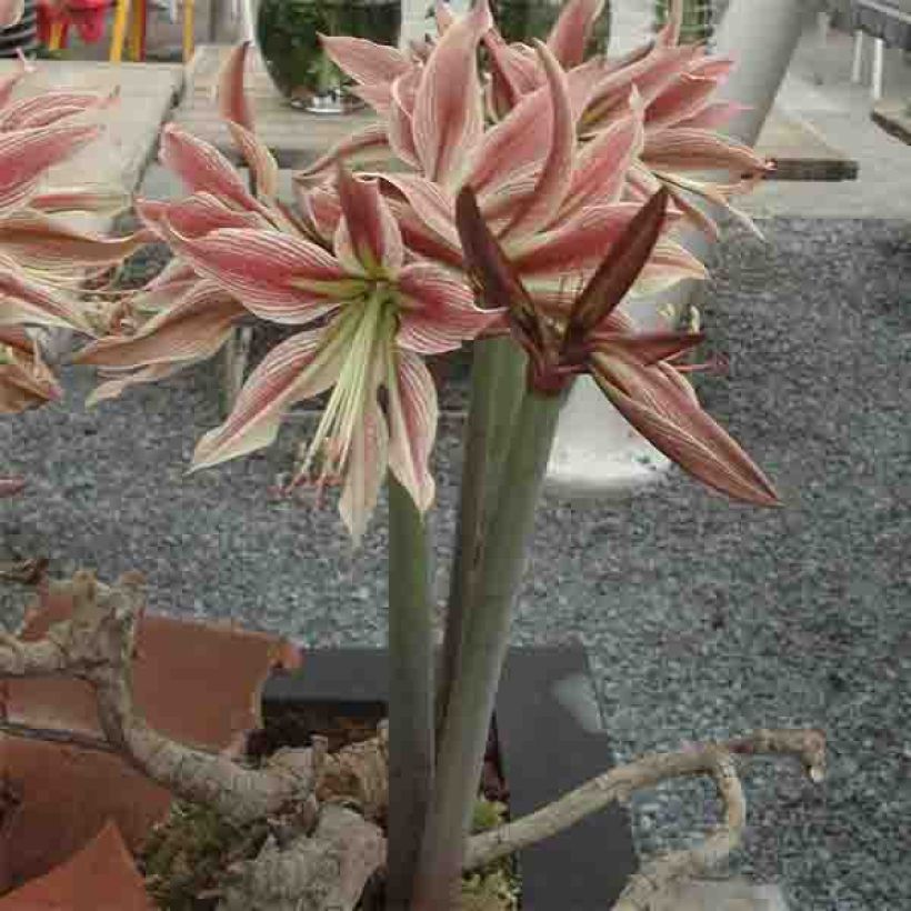 Hippeastrum Rio Negro - Amaryllis (Plant habit)