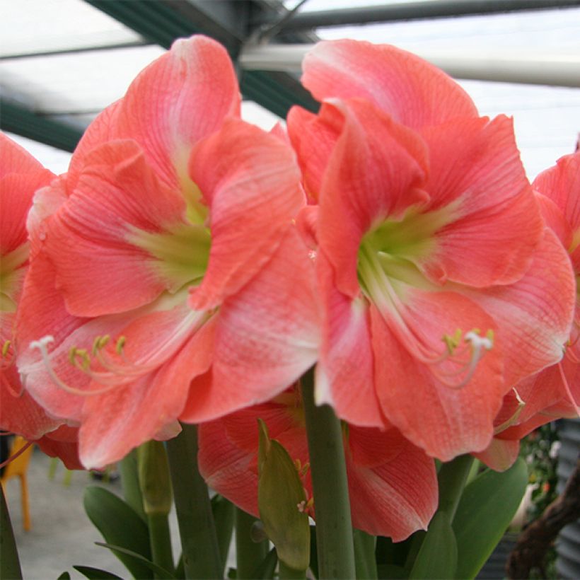 Hippeastrum Rosalie - Amaryllis (Flowering)