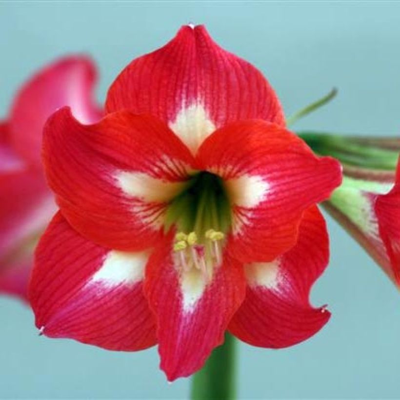 Hippeastrum  Sleeping Beauty (Flowering)