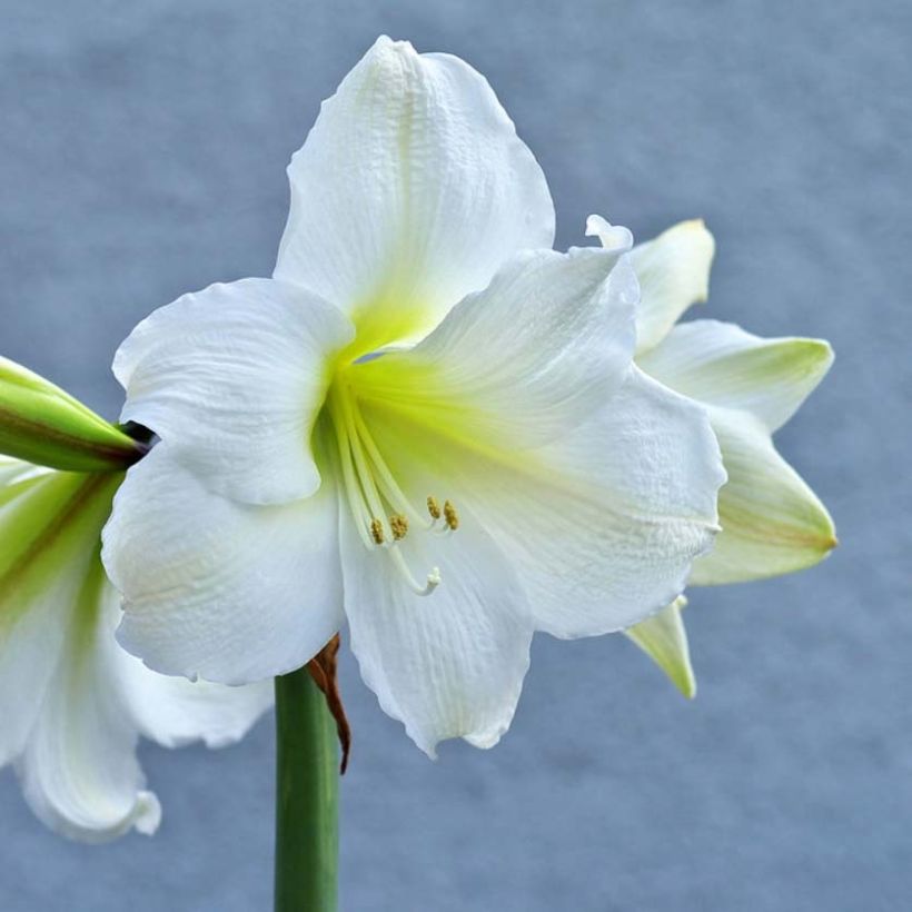 Amaryllis belladonna Ludwig Dazzler (Flowering)