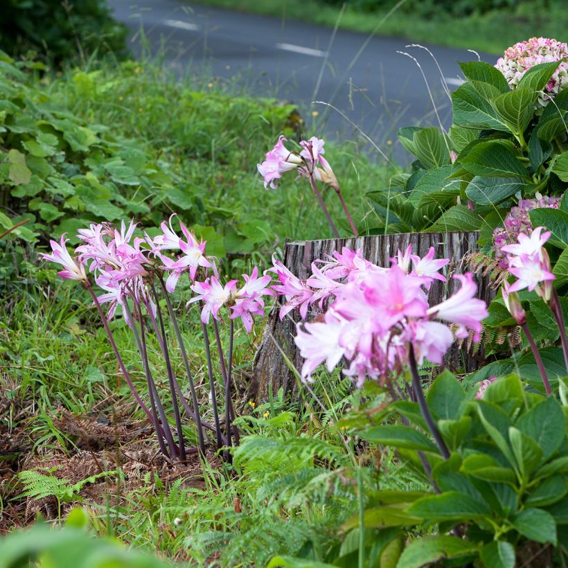 Amaryllis belladonna (Plant habit)