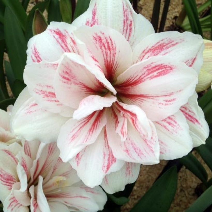 Hippeastrum Aquaro - Amaryllis (Flowering)