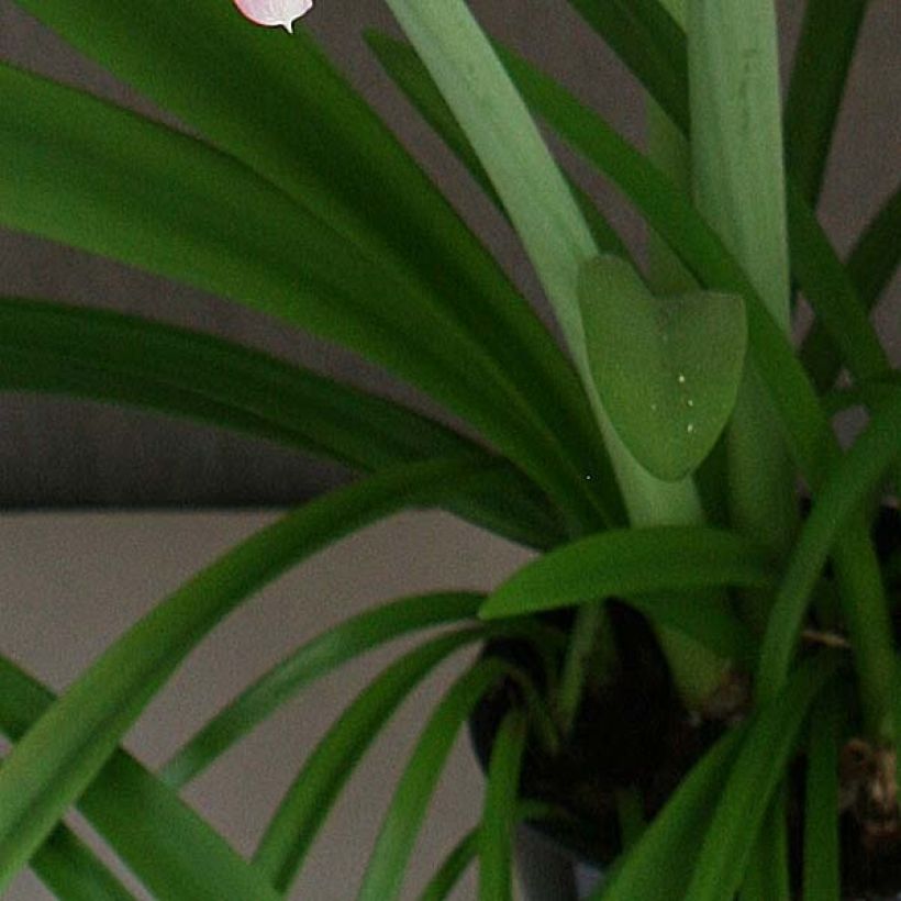 Hippeastrum Cherry Nymph - Amaryllis (Foliage)