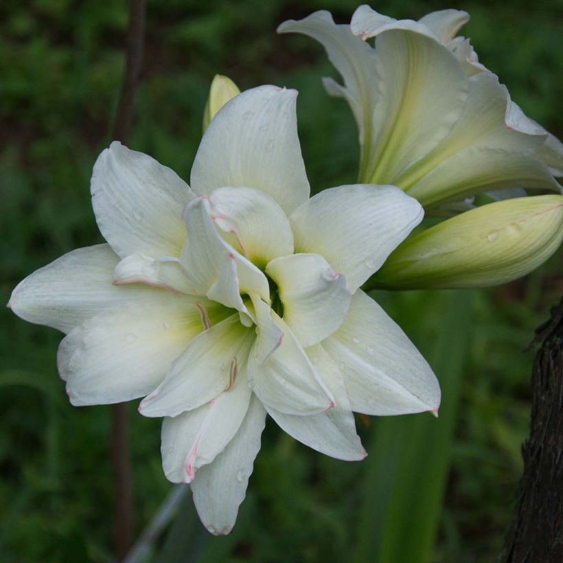 Hippeastrum sonatini Alasca (Flowering)