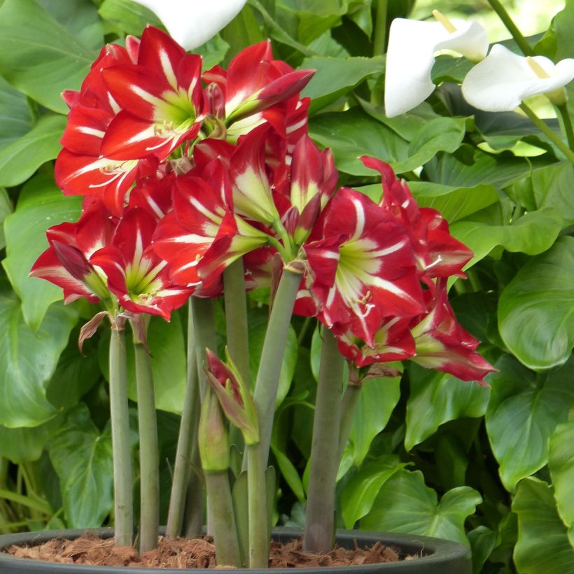 Hippeastrum sonatini Balentino (Plant habit)