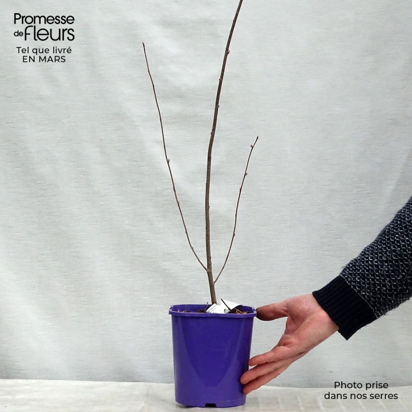 Amelanchier alnifolia Smoky 2L/3L pot sample as delivered in spring
