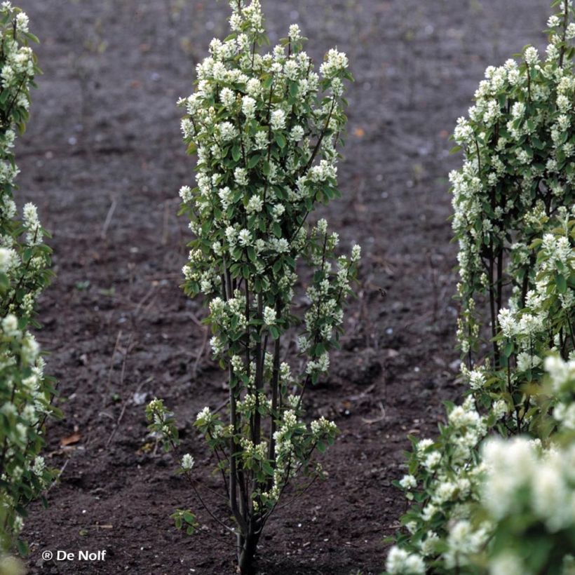 Amelanchier alnifolia Obelisk (Plant habit)