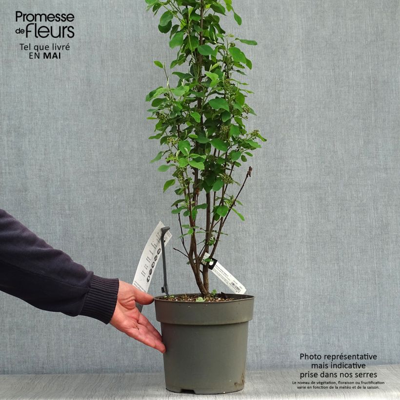 Amelanchier alnifolia Obelisk 3L/4L pot sample as delivered in spring