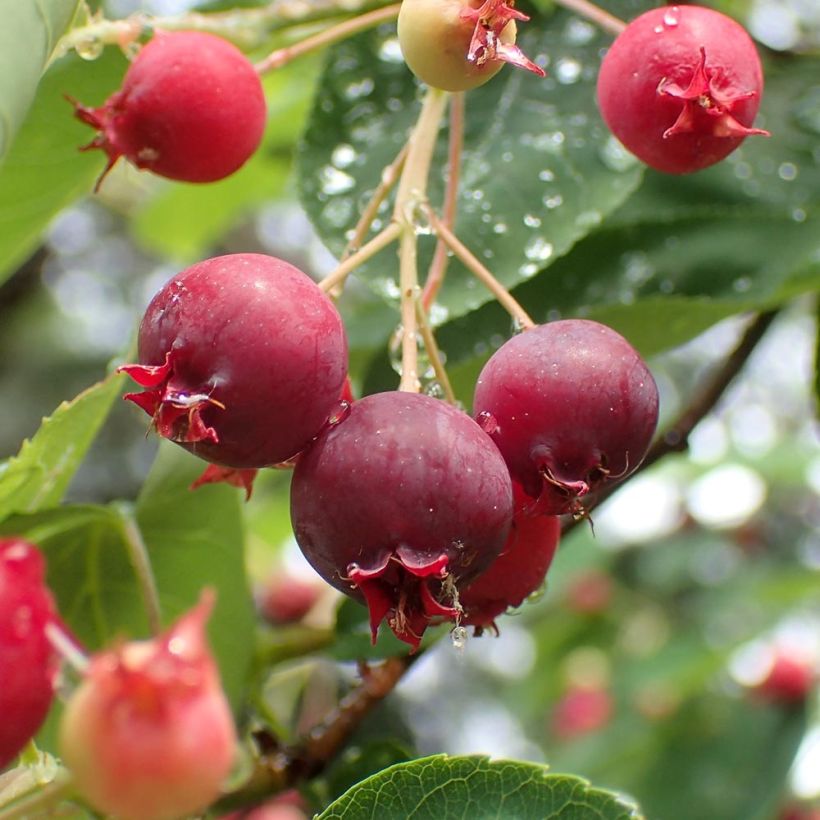 Amelanchier canadensis (Harvest)