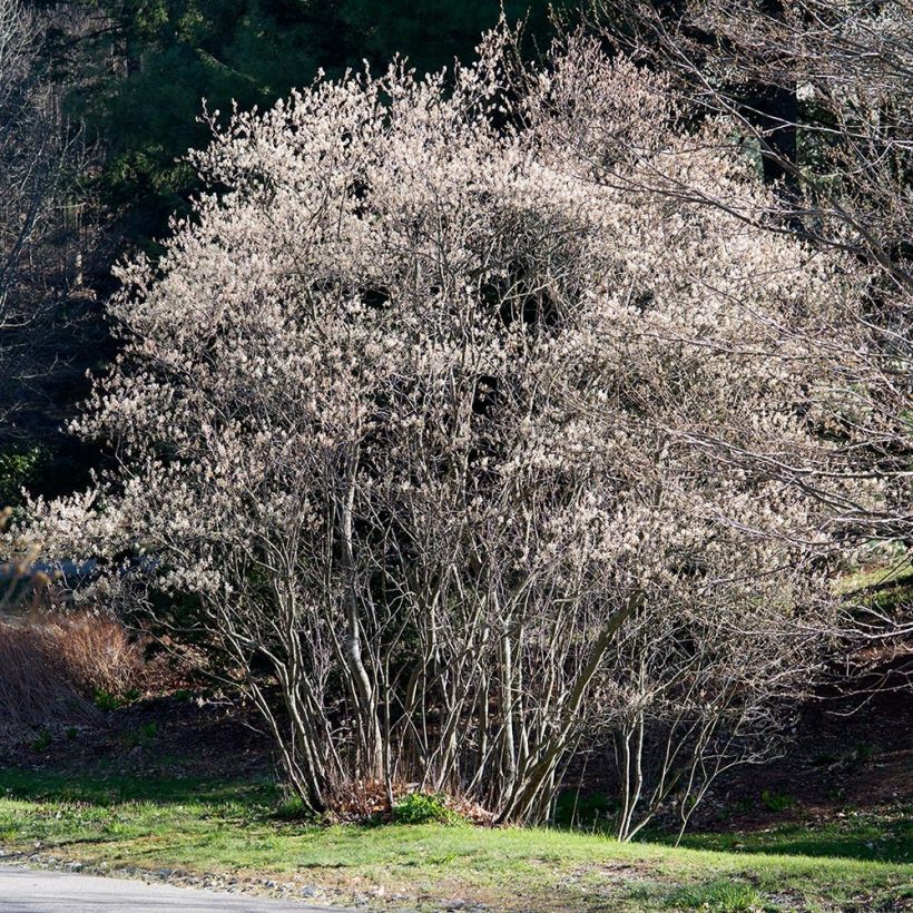 Amelanchier canadensis (Plant habit)