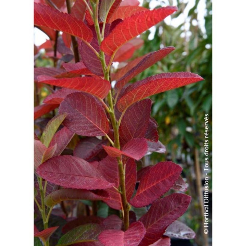 Amelanchier canadensis October Flame (Foliage)