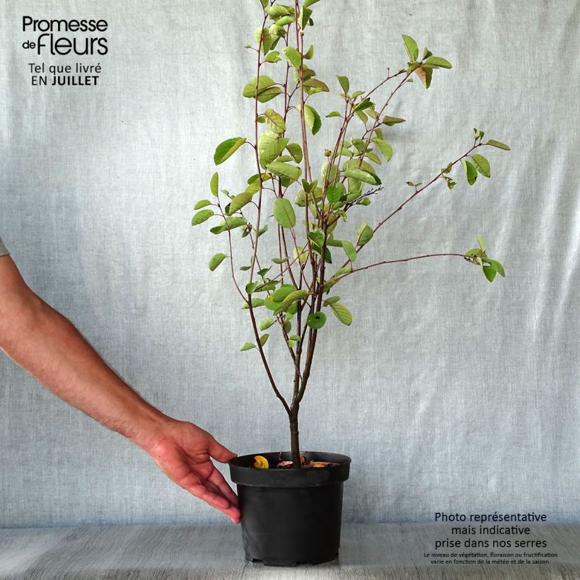 Amelanchier spicata 3L/4L pot sample as delivered in summer