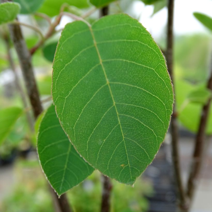 Amelanchier spicata (Foliage)