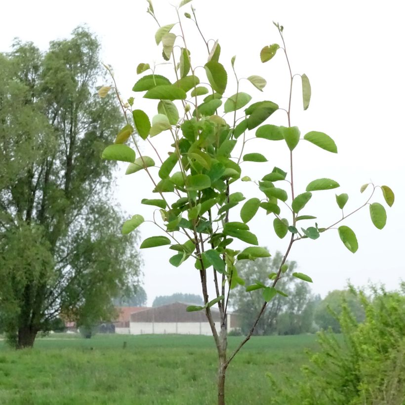 Amelanchier spicata (Plant habit)