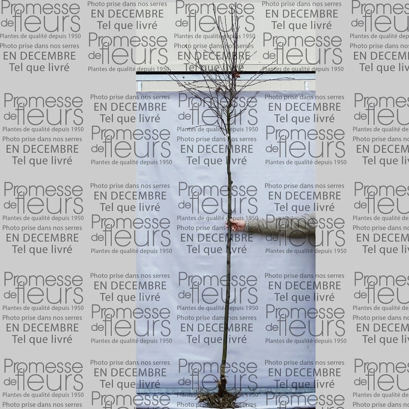 Example of Amelanchier lamarckii - Amélanchier de Lamarck Grandes Racines nues, Tige 8/10Hauteur livrée env. 300+cm specimen as delivered