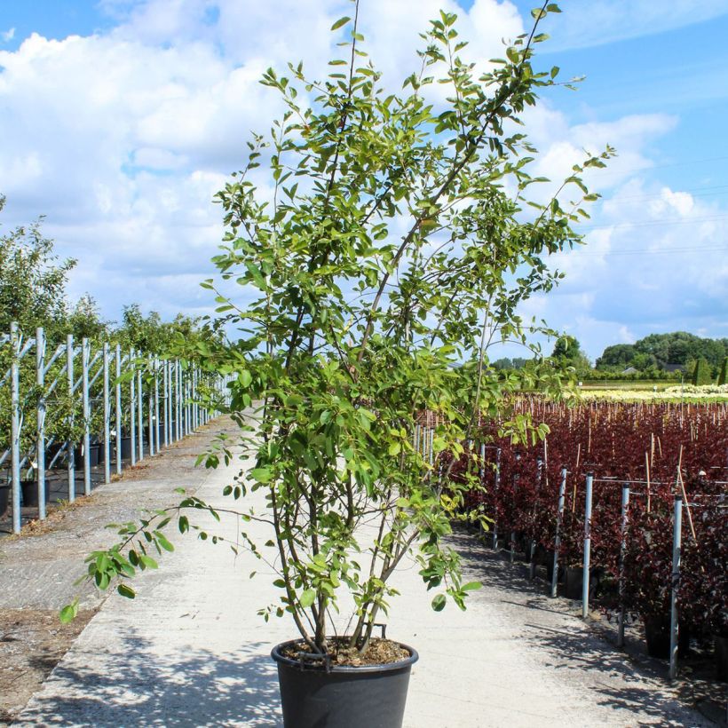 Amelanchier lamarckii - Amélanchier de Lamarck - Pot de 70L Cépée sample as delivered in spring
