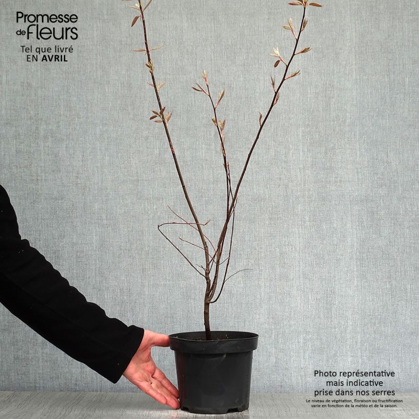 Amelanchier lamarckii - Amélanchier de Lamarck Pot de 3L/4LHauteur livrée env. 60/80cm sample as delivered in spring