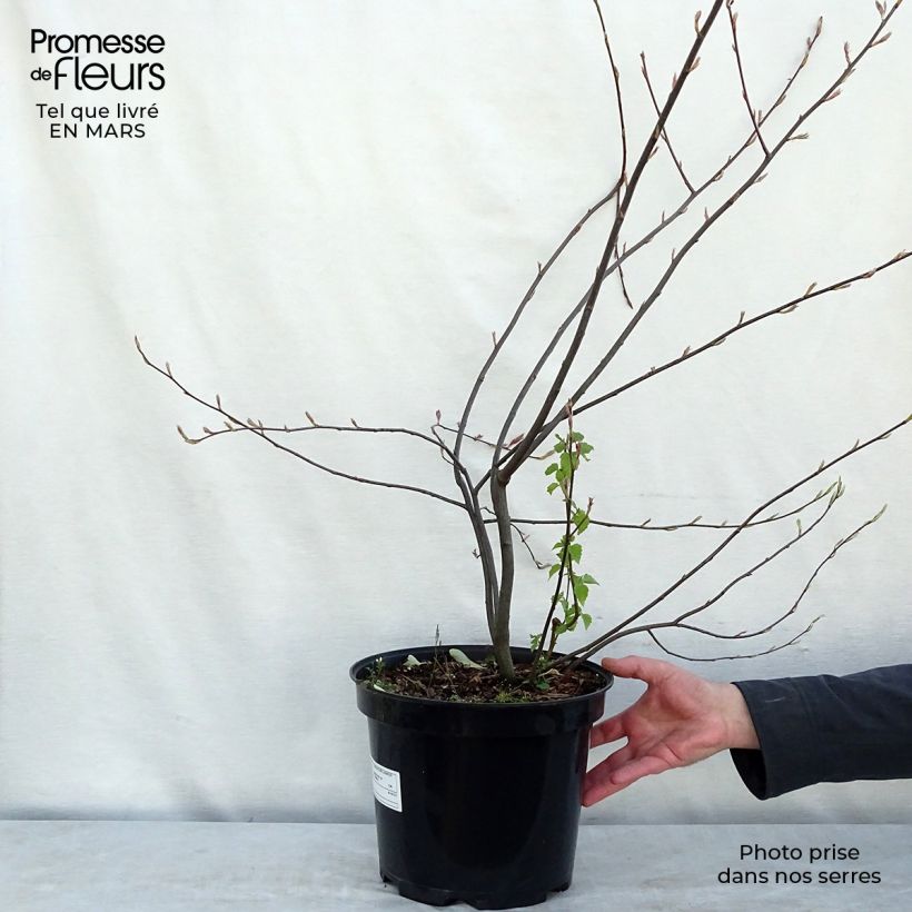 Amelanchier lamarckii - Amélanchier de Lamarck Pot de 7,5L/10LHauteur livrée env. 80/100cm sample as delivered in spring