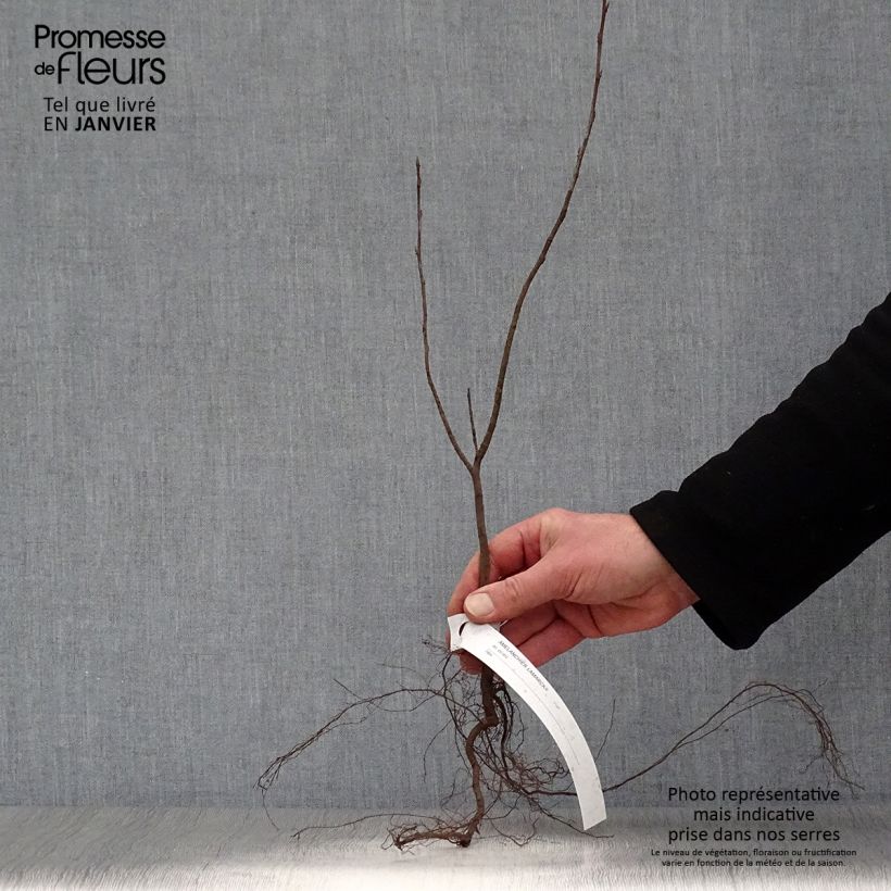 Amelanchier lamarckii Bare root sample as delivered in winter