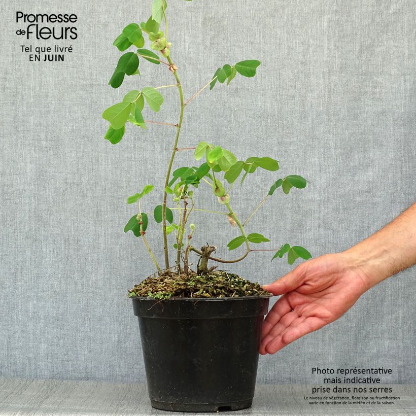 Amicia zygomeris 4L/5L pot sample as delivered in summer