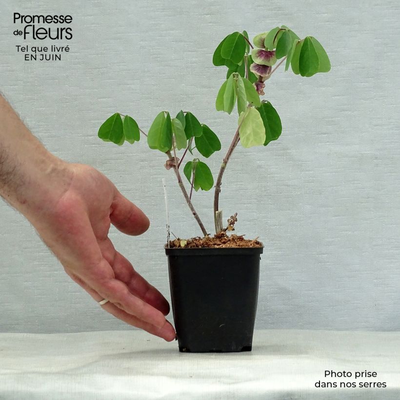 Amicia zygomeris 8/9 cm pot sample as delivered in summer