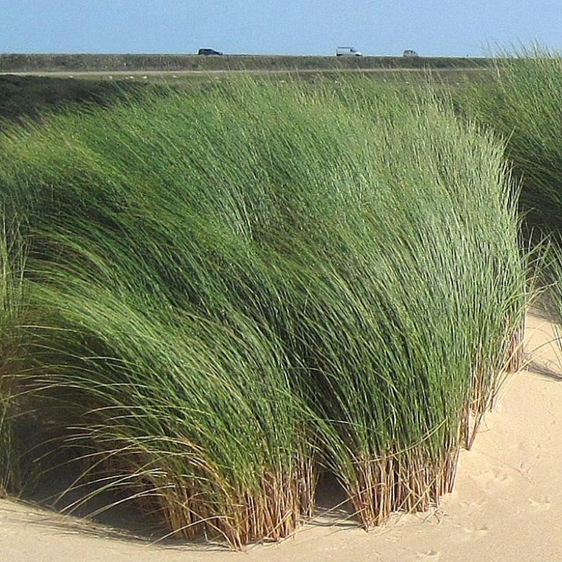 Ammophila arenaria (Foliage)