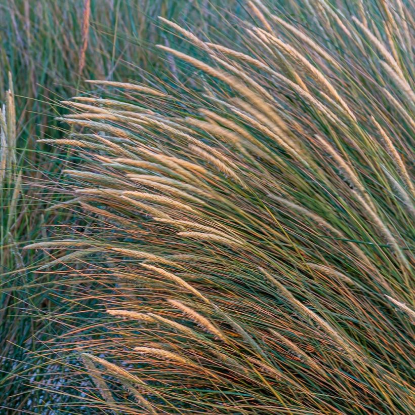 Ammophila arenaria (Flowering)