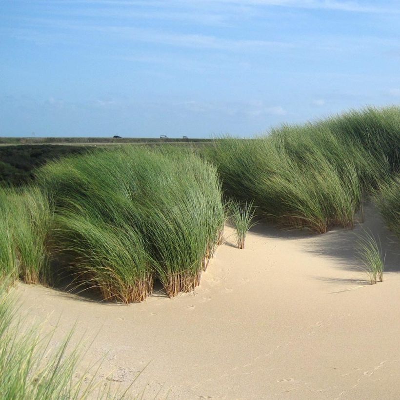 Ammophila arenaria (Plant habit)