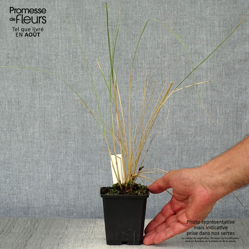 Ammophila arenaria 8/9 cm pot sample as delivered in summer
