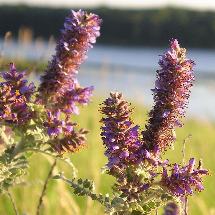 Amorpha canescens (Flowering)